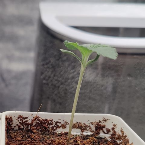 Fuel Biscuits #1 growlog timeline photo