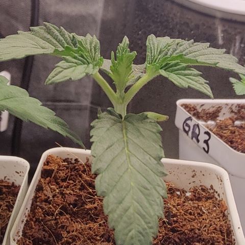 Fuel Biscuits #1 growlog timeline photo