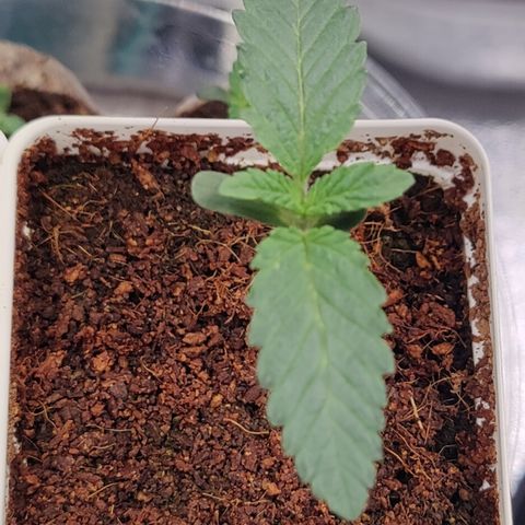 Fuel Biscuits #1 growlog timeline photo