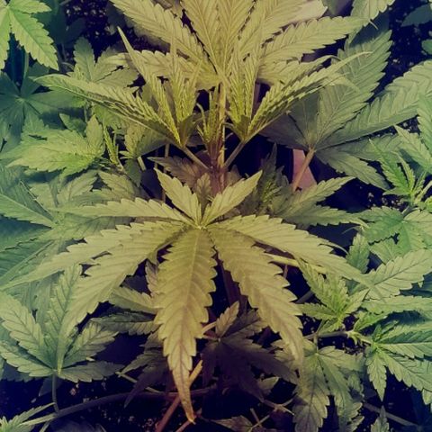 L.A. Amnesia growlog timeline photo