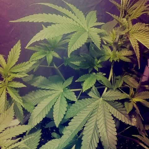 L.A. Amnesia growlog timeline photo