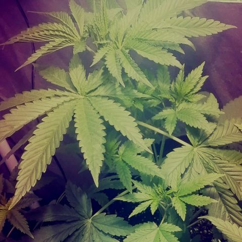 L.A. Amnesia growlog timeline photo