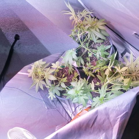 L.A. Amnesia growlog timeline photo