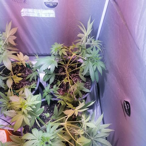 L.A. Amnesia growlog timeline photo