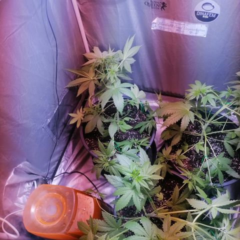 L.A. Amnesia growlog timeline photo