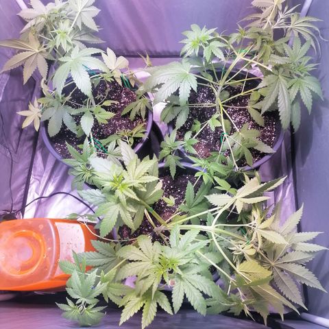 L.A. Amnesia growlog timeline photo