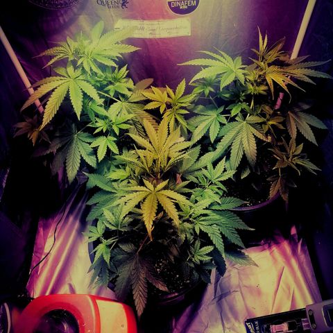 L.A. Amnesia growlog timeline photo