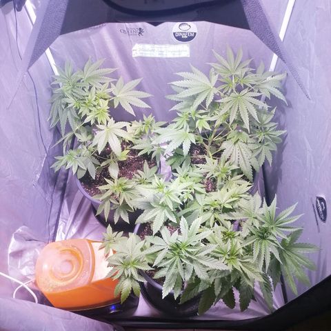 L.A. Amnesia growlog photo: Redressement de tout les apexs