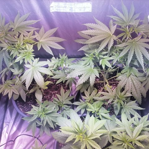 L.A. Amnesia growlog photo: Redressement de tout les apexs