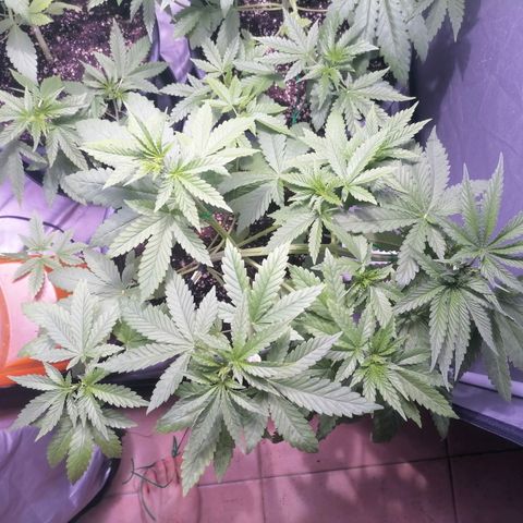 L.A. Amnesia growlog photo: Redressement de tout les apexs