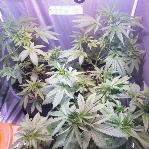 L.A. Amnesia growlog photo: Redressement de tout les apexs