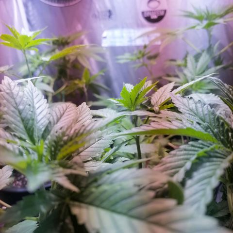 L.A. Amnesia growlog timeline photo