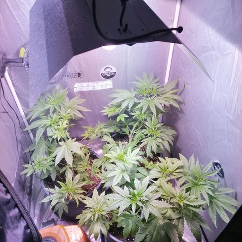 L.A. Amnesia growlog timeline photo