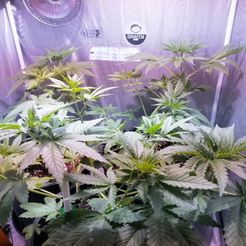 L.A. Amnesia growlog timeline photo