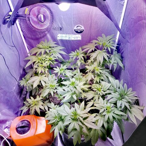 L.A. Amnesia growlog timeline photo