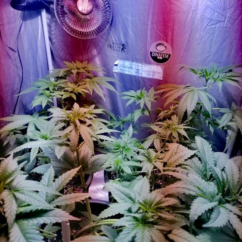L.A. Amnesia growlog timeline photo