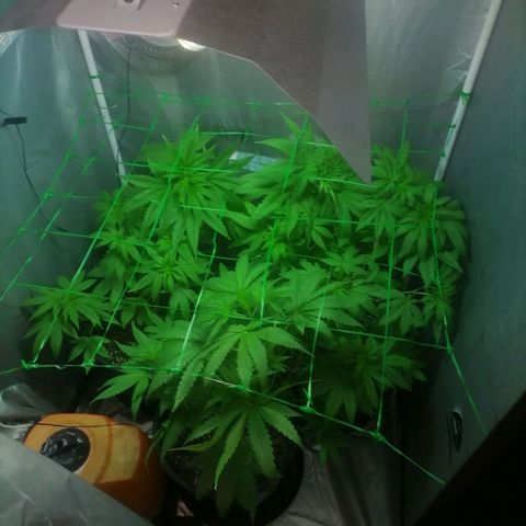 L.A. Amnesia growlog timeline photo