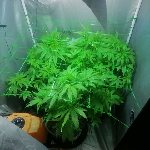 L.A. Amnesia growlog timeline photo