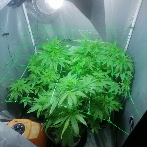 L.A. Amnesia growlog timeline photo
