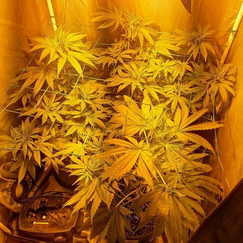 L.A. Amnesia growlog timeline photo