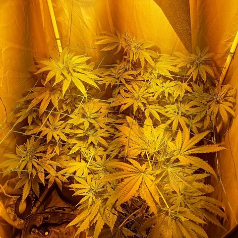 L.A. Amnesia growlog timeline photo