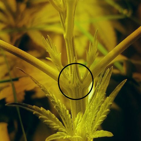 L.A. Amnesia growlog timeline photo