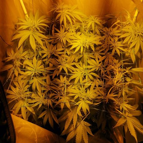 L.A. Amnesia growlog timeline photo