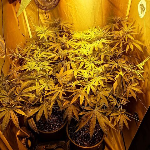 L.A. Amnesia growlog timeline photo