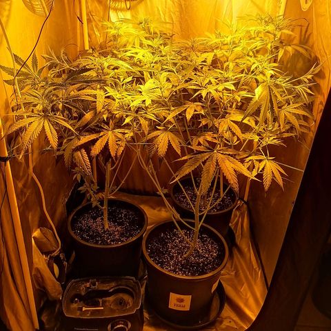 L.A. Amnesia growlog timeline photo
