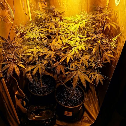 L.A. Amnesia growlog timeline photo