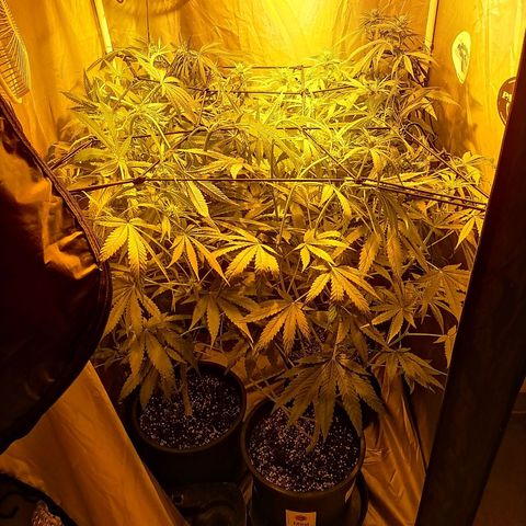 L.A. Amnesia growlog timeline photo
