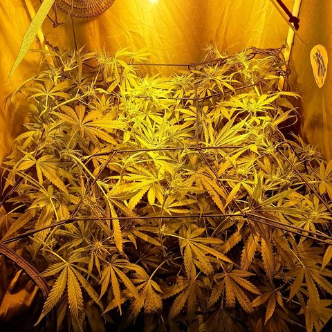 L.A. Amnesia growlog timeline photo