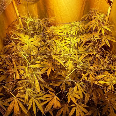 L.A. Amnesia growlog timeline photo