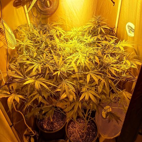 L.A. Amnesia growlog timeline photo