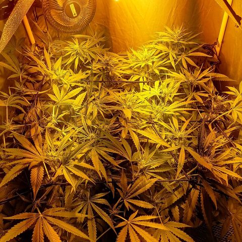 L.A. Amnesia growlog timeline photo