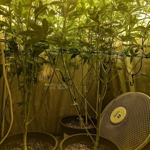 L.A. Amnesia growlog timeline photo