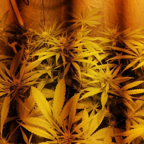 L.A. Amnesia growlog timeline photo