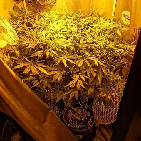 L.A. Amnesia growlog timeline photo