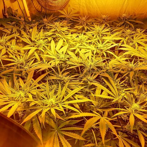 L.A. Amnesia growlog timeline photo