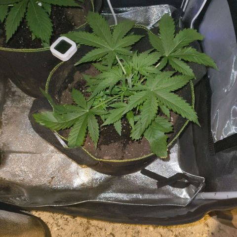 Green Gelato Automatic growlog timeline photo