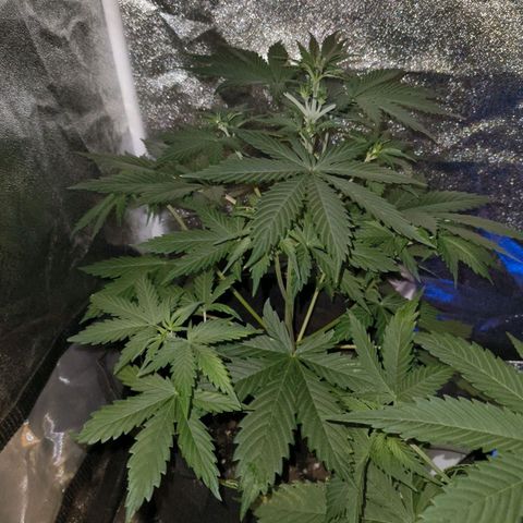Green Gelato Automatic growlog timeline photo