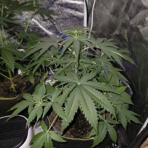 Fat Banana Automatic growlog timeline photo