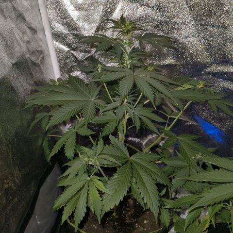 Green Gelato Automatic growlog timeline photo