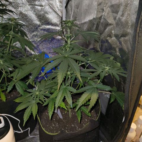 Fat Banana Automatic growlog timeline photo