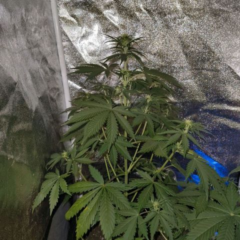 Green Gelato Automatic growlog timeline photo