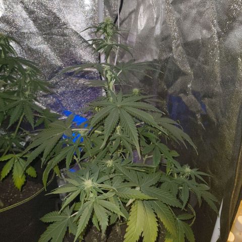 Fat Banana Automatic growlog timeline photo