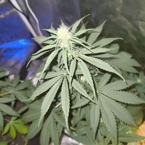 Fat Banana Automatic growlog timeline photo