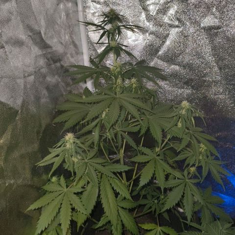 Green Gelato Automatic growlog timeline photo