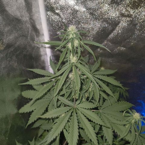 Green Gelato Automatic growlog timeline photo