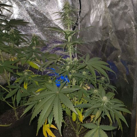 Fat Banana Automatic growlog timeline photo